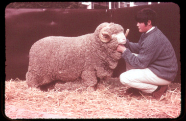 Slide, Super Fine Merino Ram