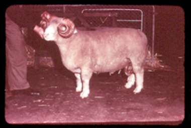 Slide, Dorset Horn ram