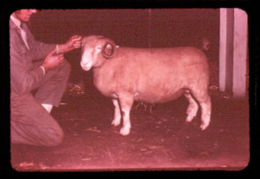 Slide, Dorset Horn ewe