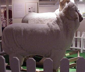 Rocking Ram