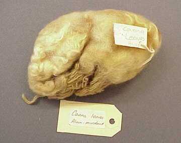 Sample, Wool