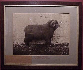 Photograph, Sturgeon's Merino