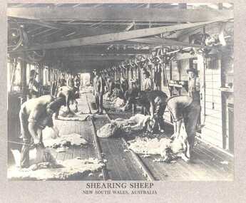 Photograph, Shearing Sheep, New South Wales, Australia