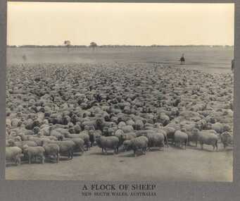 Photograph, A Flock of Sheep, New South Wales, Australia