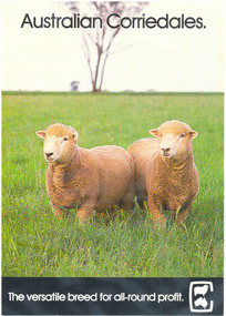 Pamphlet, Australian corriedales