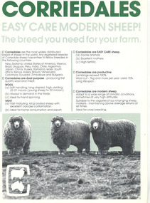 Pamphlet, Corriedales