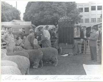 Photograph, Science Sheep Show - Sydney 1961