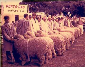 Photograph, [Corriedale Rams Sydney 1962]