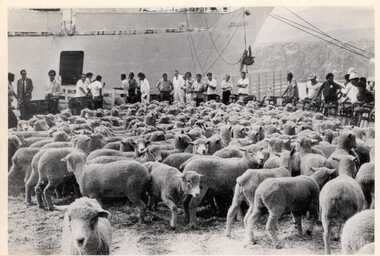 Photograph, [Australian flock ewes Peru]