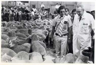 Photograph, [Australian flock ewes Peru]