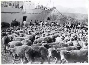 Photograph, [Australian sheep in Peru]