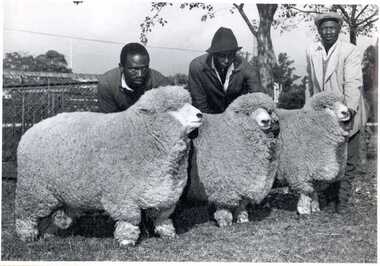 Photograph, South Africa: Pietermaritzburg 1972