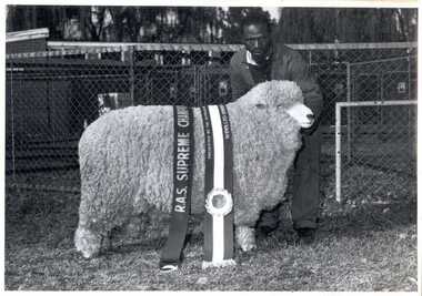 Photograph, South Africa: Champion Ram Pietermaritzburg 1972