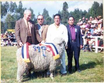 Photograph, Huancayo Peru 1973 Champion Ram