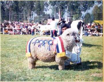 Photograph, Huancayo Peru 1973 Champion ewe