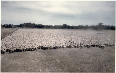 Photograph, Puckapunyal - 75,172 Sheep for Shearing, 1988