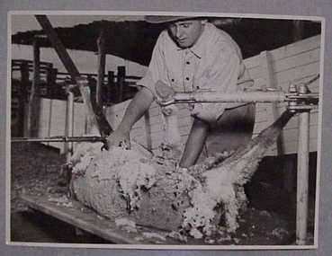 Photograph, Shearing table
