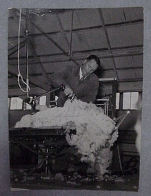 Photograph, Shearing Table