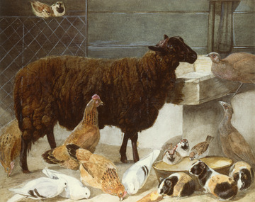 Print, Flora, a Spanish Sheep at Buckingham Palace,1849