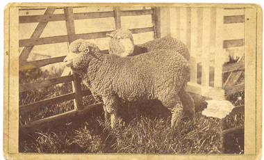 Photograph