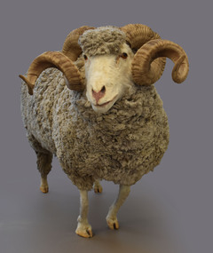 Animal specimen - Taxidermy Merino Sheep, 1992