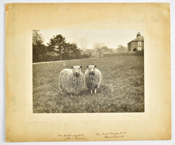 Photograph - Two Wensleydale Sheep, England, Mark E Mitchell, 1928