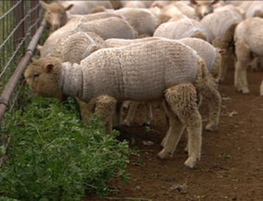 Bioclip sheep net
