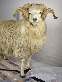 Taxidermy Sheep, Bilby Bill, c1980