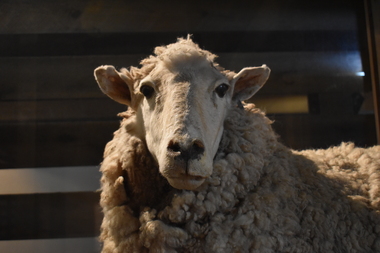 Taxidermy Sheep, Blossom, c1980