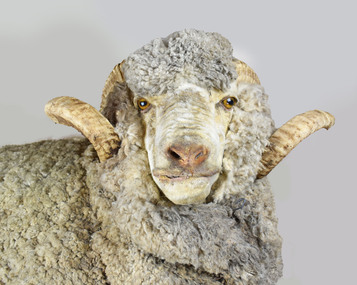 Taxidermy Sheep, Booka, c1980