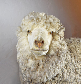Taxidermy Sheep, Mr. Polwarth, c1980