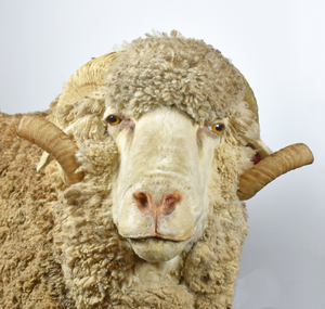 Taxidermy Sheep, Goliath, c1980