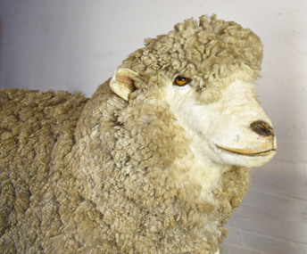 Taxidermy Sheep, Stanbury Jacko, c1980