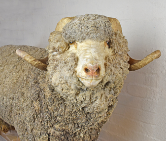 Taxidermy Sheep, Sir Lindsay, c1980