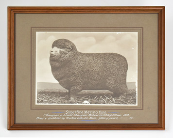 Photograph, Superfine Merino Ewe Photograph, 1935