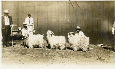 Photograph, Angora Bucks, 19/5/1960