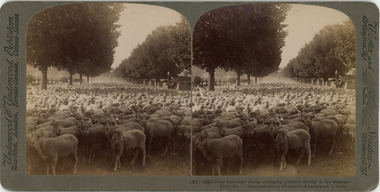Photograph - Three Stereoscopes, Underwood and Underwood, 1908