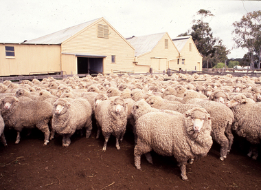 Photograph - Slide, Stuart Ascough, Sheep Ready for Shearing, 1990s