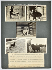 Photograph - Piebald Sheep and First Crosses, c.1928