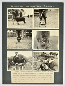 Photograph - Reversed Badgerface Pattern, c.1928