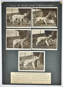 Photograph - Types of Birth Coat in Welsh Lambs, c.1928