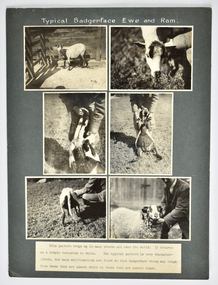 Photograph - Typical Badgerface Ewe and Ram, c.1928