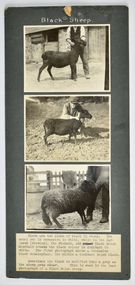 Photograph - Black Sheep, c.1928