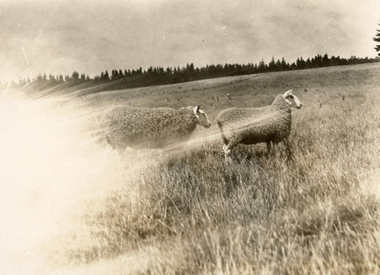 Photograph - Border Leicesters, J W Allen, 1928-1929