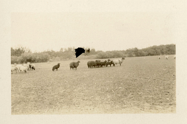 Photograph - Karakul Sheep, J W Allen, 1928-1929