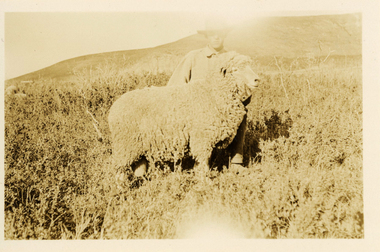 Photograph - 'Harvey' Ram at Neilson's Ranch, J W Allen, 1928-1929