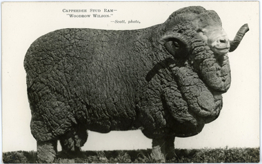 Postcard - 'Woodrow Wilson', Capeedee Stud Ram, Chas P Scott, 1926
