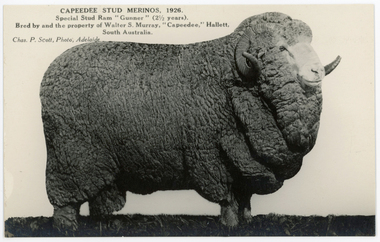 Postcard - 'Gunner', Capeedee Stud Ram, Chas P Scott, 1926