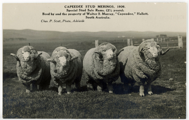 Postcard - Capeedee Stud Rams, Chas P Scott, 1926