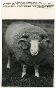 Postcard - Merrindie Dorset Stud, Pulford, 1927
